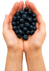 Top view of two hands holding fresh blueberries