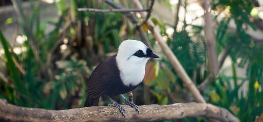 close up photo of a poksay bird perched on a tree