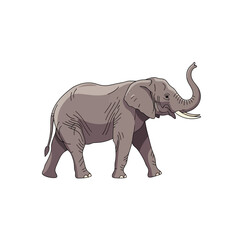 Obraz premium An African elephant with its trunk raised