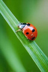 Fototapeta premium Macro view of ladybug on a green blade of grass