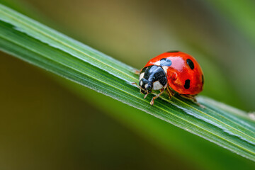 Macro view of ladybug on a green blade of grass
