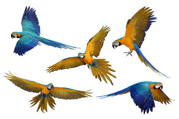 Collage of five macaw parrots isolated on transparent background png file