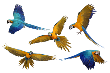 Collage of five macaw parrots isolated on transparent background png file