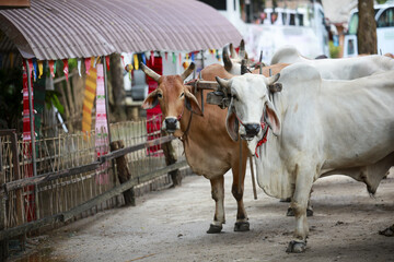Calm pair of domestic cattle, brown and white ox, stand together on rural road in traditional Asian village. These farm animals are vital part of local agriculture
