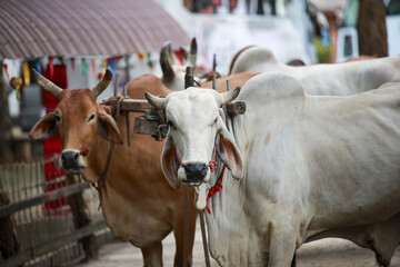 Calm pair of working ox with traditional wooden yoke for farming. This rural agriculture scene...