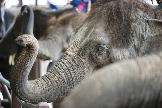 Close up portrait of young elephant with pensive eye and expressive trunk. gentle giant animal in wildlife and nature, showing soulful and quiet character