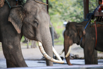 Two majestic Asian elephant with large ivory tusk stand calmly in water. This peaceful mammal at...