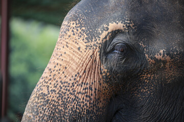 Calm close up of an elephant eye showing sad, pensive emotion. This detailed animal wildlife photograph captures intricate texture and deep wrinkle of massive gray skin