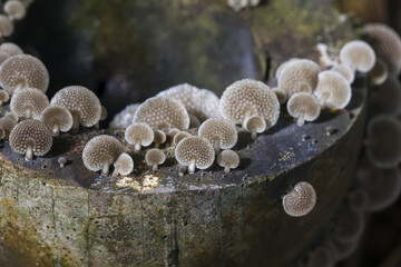 Serene close up of cluster of wild mushroom fungus growing on decaying mossy tree stump in forest,...