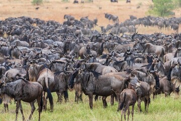 Great Migration: Massive Wildebeest Herd Gathering on the African Plains, Serengeti, Tanzania