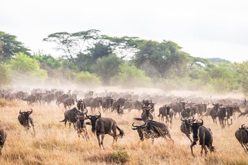 Great Migration: Stampede on the Savannah: Wildebeest Running in the Dust, Serengeti, Tanzania