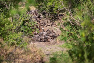 Packed Herd of Wildebeest Ready for River Crossing