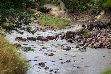Wildebeest Herd Crossing a River in the African Wilderness, Grumeti River, Serengeti, Tanzania