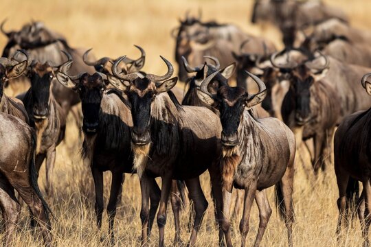 Rocky Ford Crossing: Wildebeest Navigating the Rapids, Serengeti, Tanzania