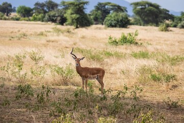 Male Impala Antelope Standing Alert in Savannah