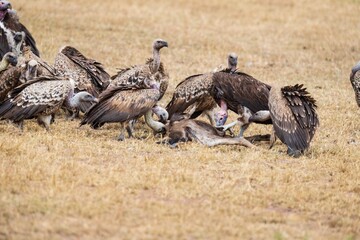 Vultures Feeding on a Carcass in the African Savanna