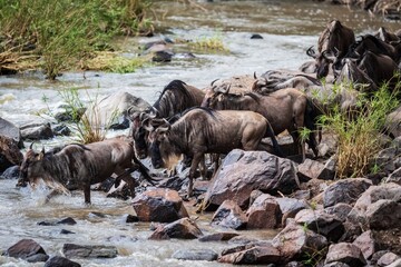 Waiting for the Leap: Wildebeest Gathering at the Grumeti River Bank