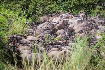 Packed Herd of Wildebeest Ready for River Crossing
