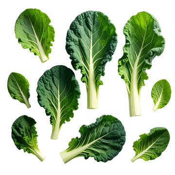 Fresh green leafy vegetables like organic cabbage and lettuce are often photographed isolated on a white background for food, diet, and healthy ingredient stock photos