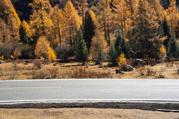 autumn in the forest