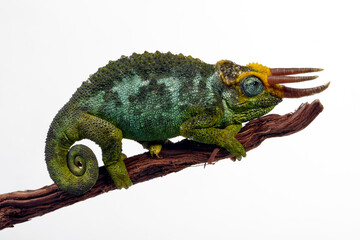Obraz premium Dwarf Jackson's chameleon // Zwerg-Dreihornchamäleon (Trioceros jacksonii 