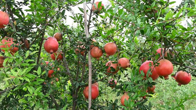 Ripe Punica granatum fruits on the tree in garden. Ripe beautiful and healthy pomegranate fruits on tree branch in pomegranate orchard ready for harvest.