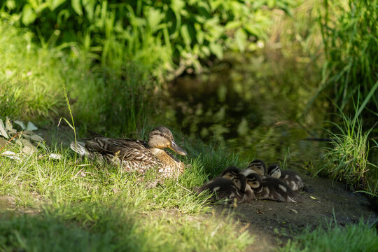 Mother Duck Resting With Ducklings Near a Small Stream Surrounded by Greenery During a Sunny Afternoon
