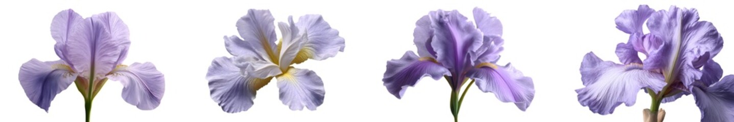 Set of lavender iris flowers, isolated on transparent background © boxstock production
