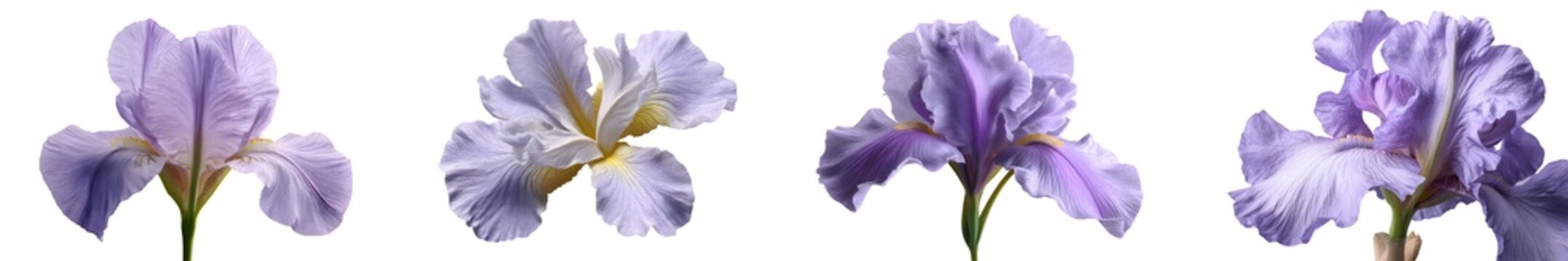 Set of lavender iris flowers, isolated on transparent background