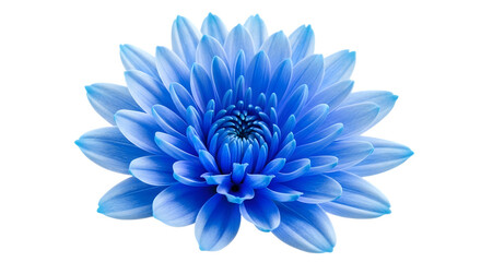 Vibrant blue chrysanthemum flower with delicate petals against a stark black background