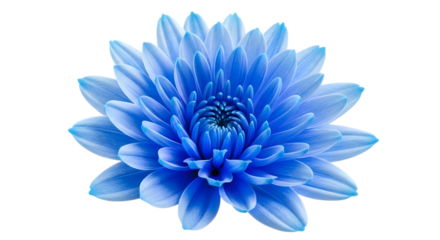 Vibrant blue chrysanthemum flower with delicate petals against a stark black background