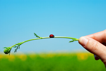 Ladybug on a Green Stem Held by a Hand
