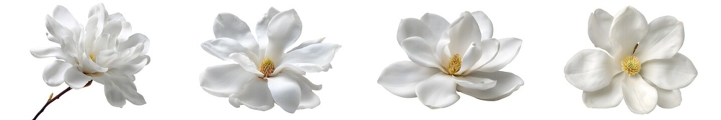 Set of white magnolia flowers, isolated on transparent background
