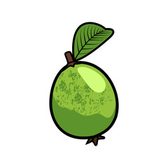 guava fruit and a leaf vector illustration