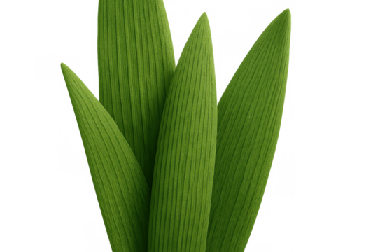 Green plant leaves bundle creating natural freshness and growth concept on transparent background