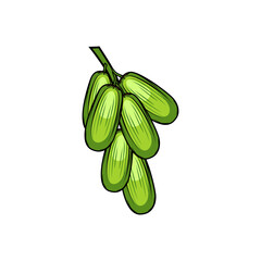green star fruit for vegetables vector illustration