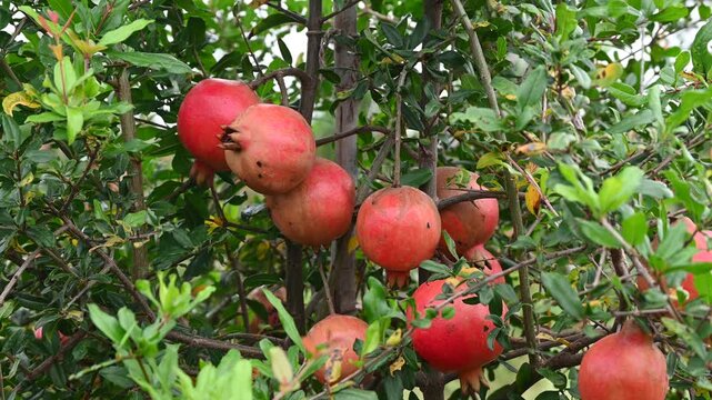 Ripe Punica granatum fruits on the tree in garden. Ripe beautiful and healthy pomegranate fruits on tree branch in pomegranate orchard ready for harvest.
