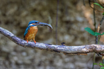 Eisvogel (Alcedo atthis) Männchen