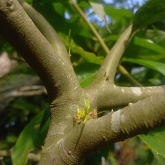 Tree Branch with New Green Budding Leaves Close Up