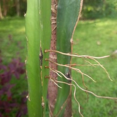 Green Dragon Fruit Cactus Branch with Aerial Roots Growing Outdoors