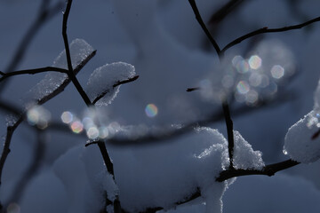 Snow covered branches with glistening bokeh create serene winter scene. soft focus and natural light enhance tranquil atmosphere, highlighting delicate snowflakes