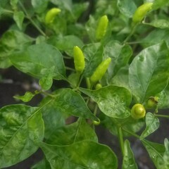 Green Chili Peppers Growing on Bush with Lush Green Leaves