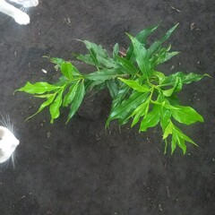 Vibrant Green Plant Growing in Dark Soil with Partial View of White Cat