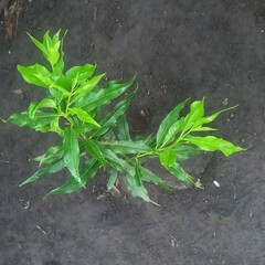 Green Leafy Plant Growing in Dark Soil Garden Overhead
