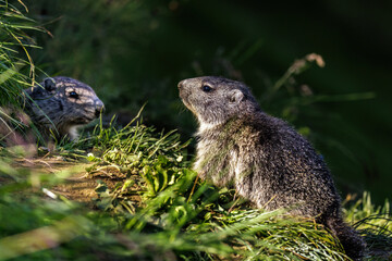 Alpenmurmeltier (Marmota marmota)