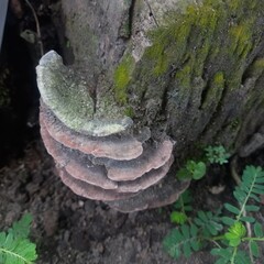 Mossy Brown Mushroom Growing on Fallen Log Outdoors