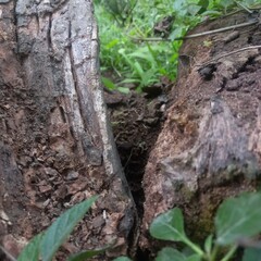 Weathered Tree Trunk with Green Leaves in Natural Light