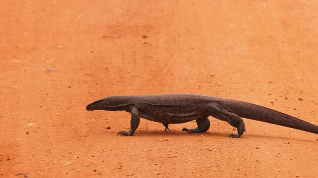 Bengal Monitor Lizard Varanus walking across a dirt road in natural habitat. Wild reptile in motion, tropical wildlife behavior, perfect for nature documentaries. Slow motion 120 fps video.