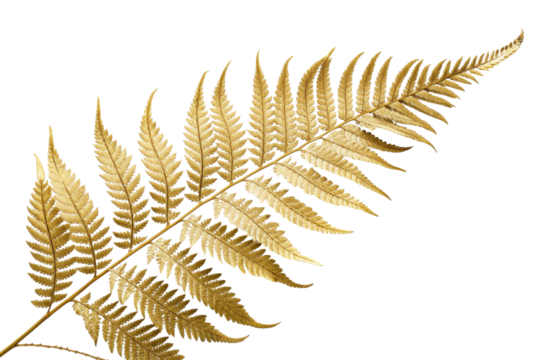 Golden fern frond with metallic texture on white background