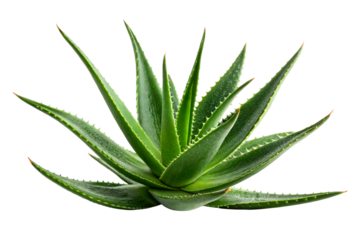 Green succulent plant with spiky pointed leaves and light green interior